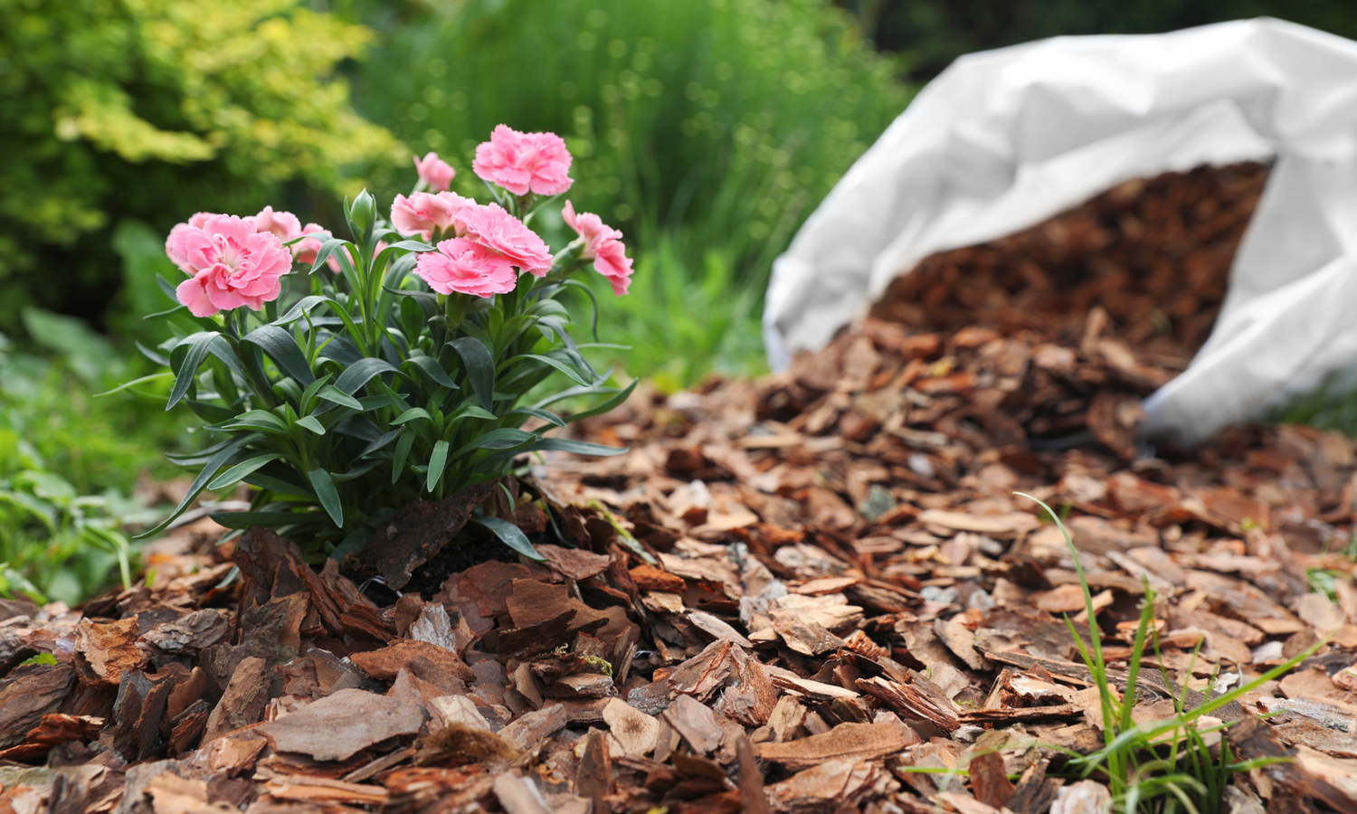 Landscaping-Pic-36_png https://staging6.advizee.ca/wp-content/uploads/2025/04/Landscaping-Pic-36_png.png